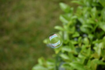 soap bubble on green grass