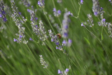 Bee while doing its work :)