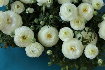 White Ranunculus flower.buttercup flowers.White  ranunculus flowers set on a  blue background.Floral card with spring flowers.Wedding day, mother's day.