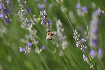 Bee while doing its work :)