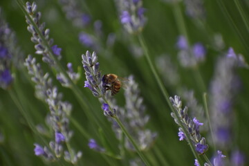 Bee while doing its work :)