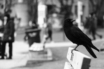 foto a blanco y negro de un cuervo en una banca mirando hacia atras