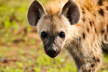 Juvenile spotted hyena.