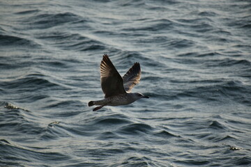 Hunting seagull