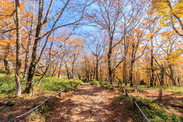 秋の牛石ヶ原　大台ケ原　奈良県　Autumn Ushiishigahara Oodaigahara Nara-ken