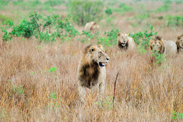 Lions walking through the grass.