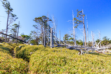 Fototapeta premium 秋の正木ヶ原 大台ヶ原 奈良県 Autumn Masakigahara Oodaigahara Nara-ken 