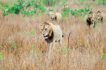 Lions walking through the grass.