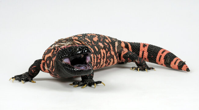 Gila monster, Gila-Krustenechse (Heloderma suspectum suspectum) 