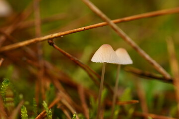 mushrooms in the forest