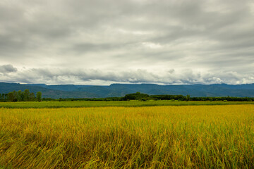 Scenic view of rice field Against  clouds sky and mountains in background