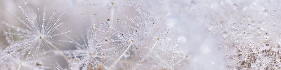Fototapeta Beautiful dew drops on a dandelion seed macro. Beautiful soft background. Water drops on a parachutes dandelion. Copy space. soft focus on water droplets. circular shape, abstract background obraz