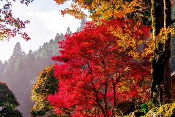 深耶馬渓の紅葉