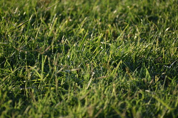 Fototapeta premium green grass texture