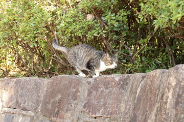 獲物を狙う野良猫
A cat aiming for prey.