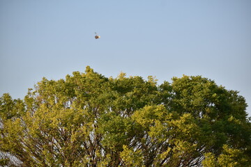 trees and sky