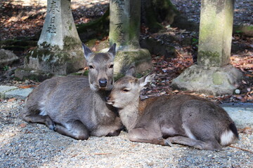 奈良の鹿（奈良公園・春日大社）
