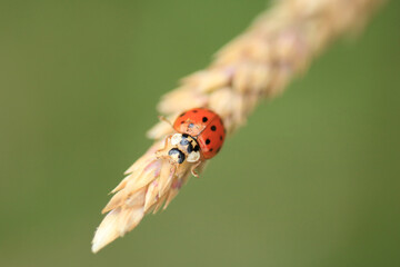 Macro shot of a Harmonia axyridis a species of beetle sitting on a plant