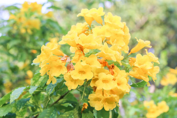 Yellow elder, Trumpetbush, Trumpetflower, Yellow trumpet-flower, (Tecoma stans (L.) Juss. ex Kunth)...