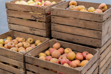 Wooden crates full of red ripe apples after harvest on apple farm, ready for apple juice press....