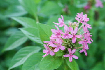pink spike flowers on green leaves background