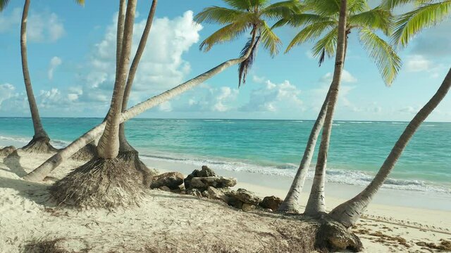 Cute coconut palm trees on the beach, Punta Cana, Dominican Republic