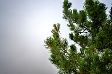 pine branches against sky