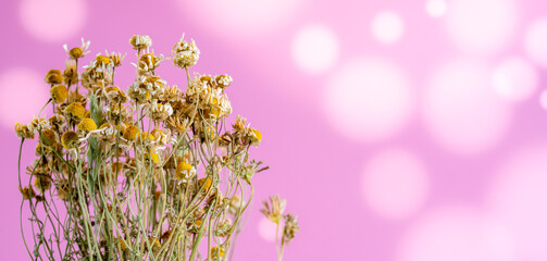 dried wild flowers chamomile herbarium on bokeh background