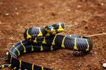 boiga dendrophila yellow ringed, indonesian snake