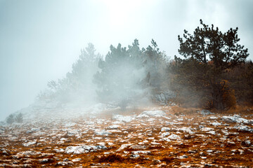 morning in the forest