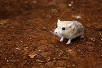 Fat tailed gerbil, cute animal