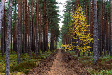 Obraz premium small birch grown in a coniferous forest