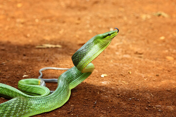 green snake, Gonyosoma oxycephalum, indonesian snake