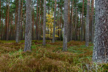 Fototapeta premium small birch grown in a coniferous forest