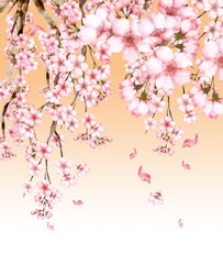 水彩の桜の花　背景付き