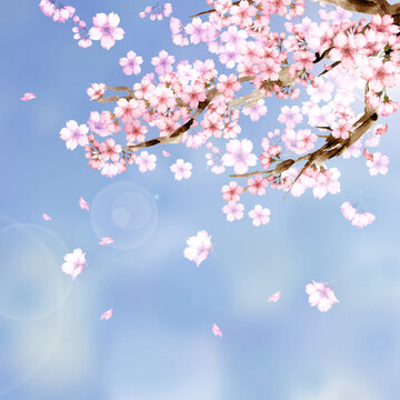 水彩の桜の花 青空背景 © 時々雨