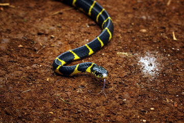 boiga dendrophila yellow ringed, indonesian snake