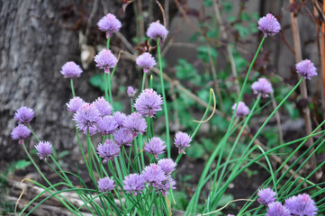 Schnitt onion bloomed in the garden