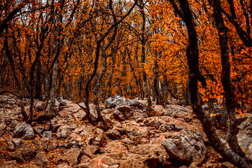 tree in the autumn