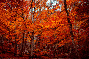 autumn in the woods