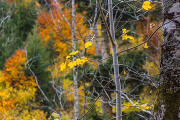 yellow leaves on a tree and colorful shrubs
