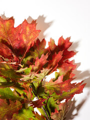 Fototapeta premium Autumn oak leaves over white background