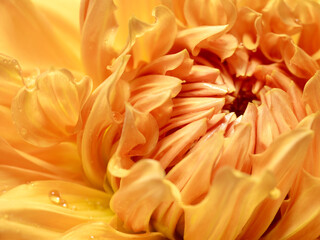 Yellow dahlia with drops of water close up