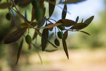 Olive