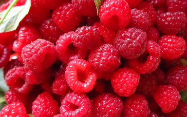 raspberry