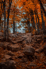 autumn forest in the morning