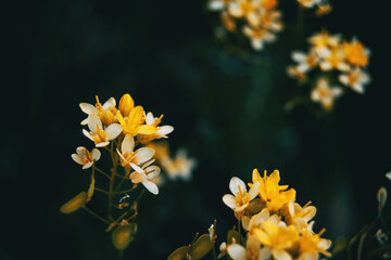 Close-up of a raceme of white and golden yellow flowers of ribes aureum