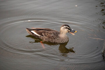 DUCK