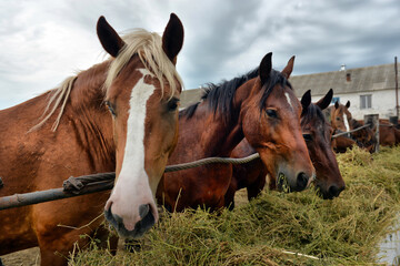 horses eating hay