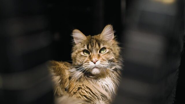A funny serious Maine Coon cat looks at the camera. Pets pet cat.